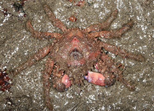 Majidae