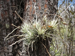 Tillandsia loliacea
