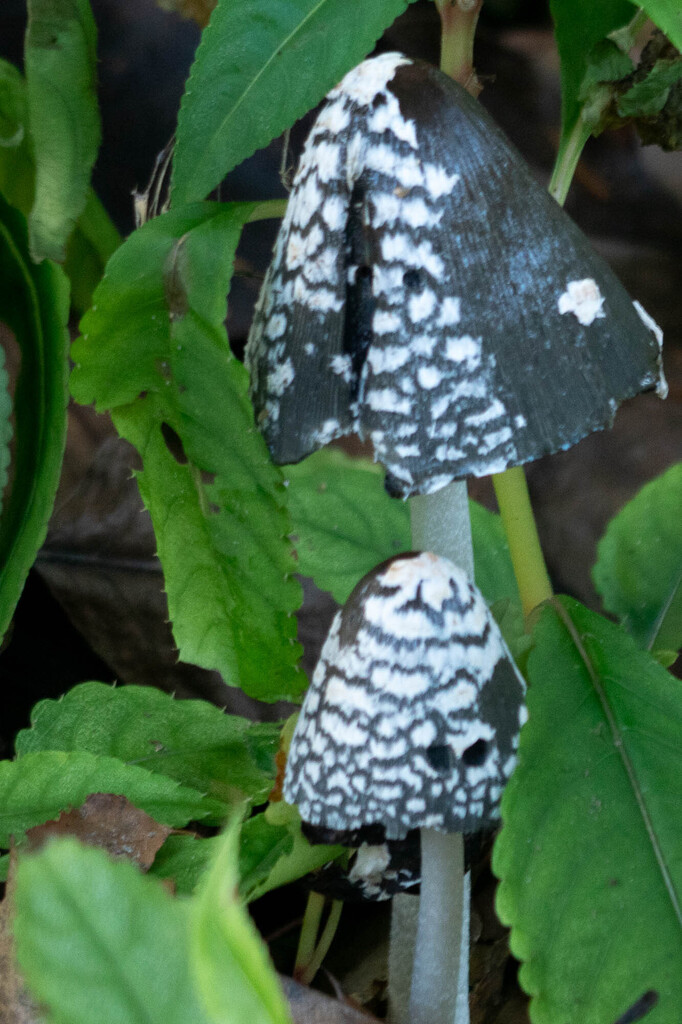 Coprinopsis picacea · November 2025 · photo: © dnwinterburn (iNaturalist, cc-by)