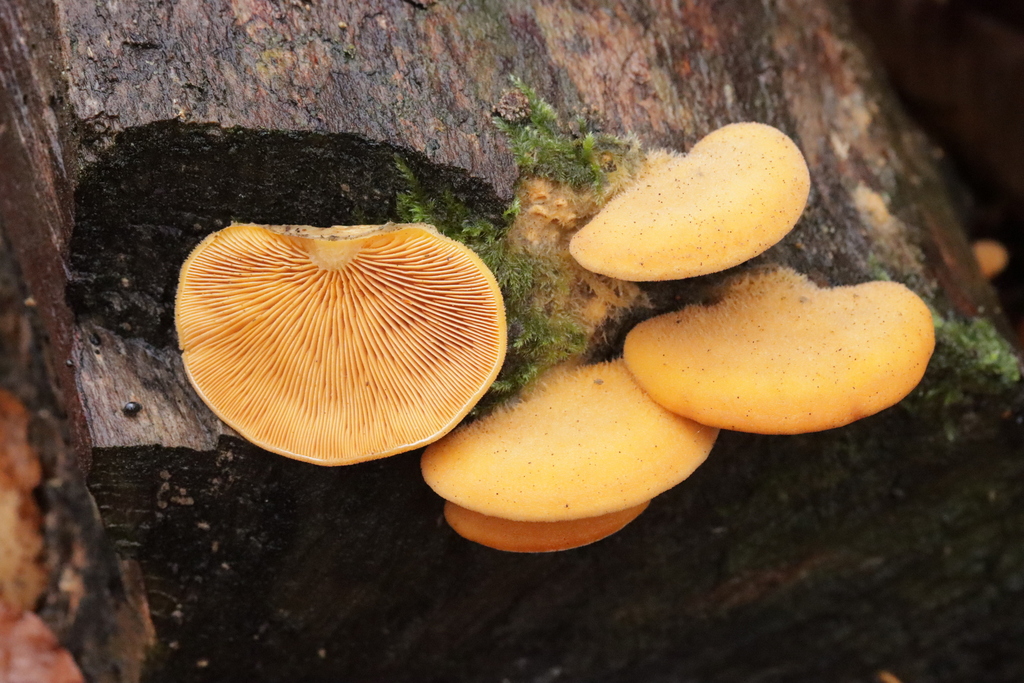 Phyllotopsis nidulans · November 2025 · photo: © bjoerns (iNaturalist, cc-by)
