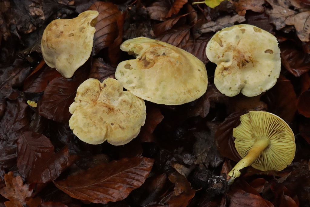 Tricholoma sulphureum · November 2025 · photo: © bjoerns (iNaturalist, cc-by)