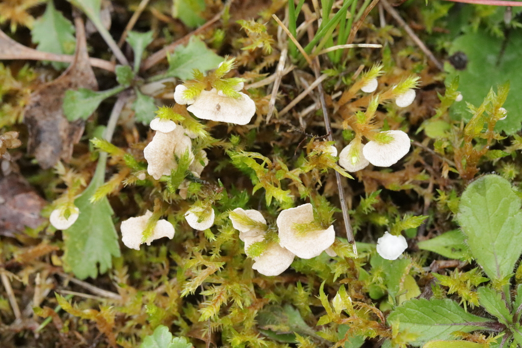 Arrhenia retiruga · November 2025 · photo: © bjoerns (iNaturalist, cc-by)