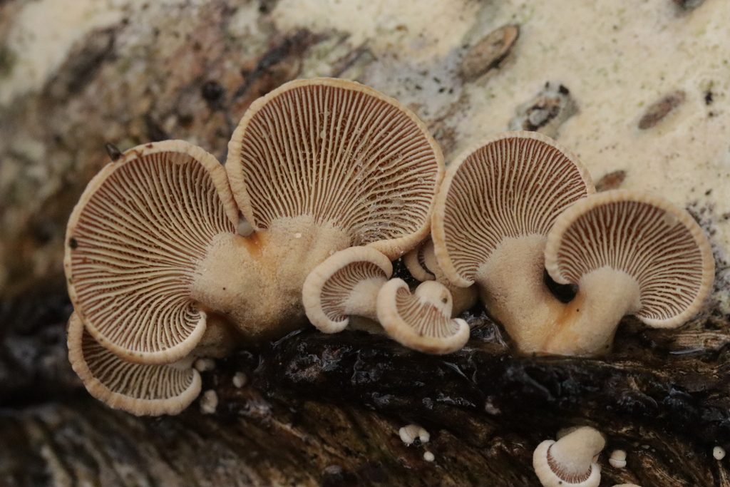 Panellus stipticus · November 2025 · photo: © bjoerns (iNaturalist, cc-by)