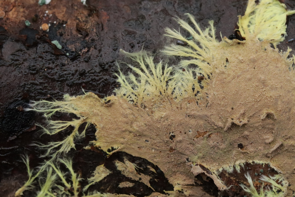 Xenasmatella vaga · November 2025 · photo: © bjoerns (iNaturalist, cc-by)