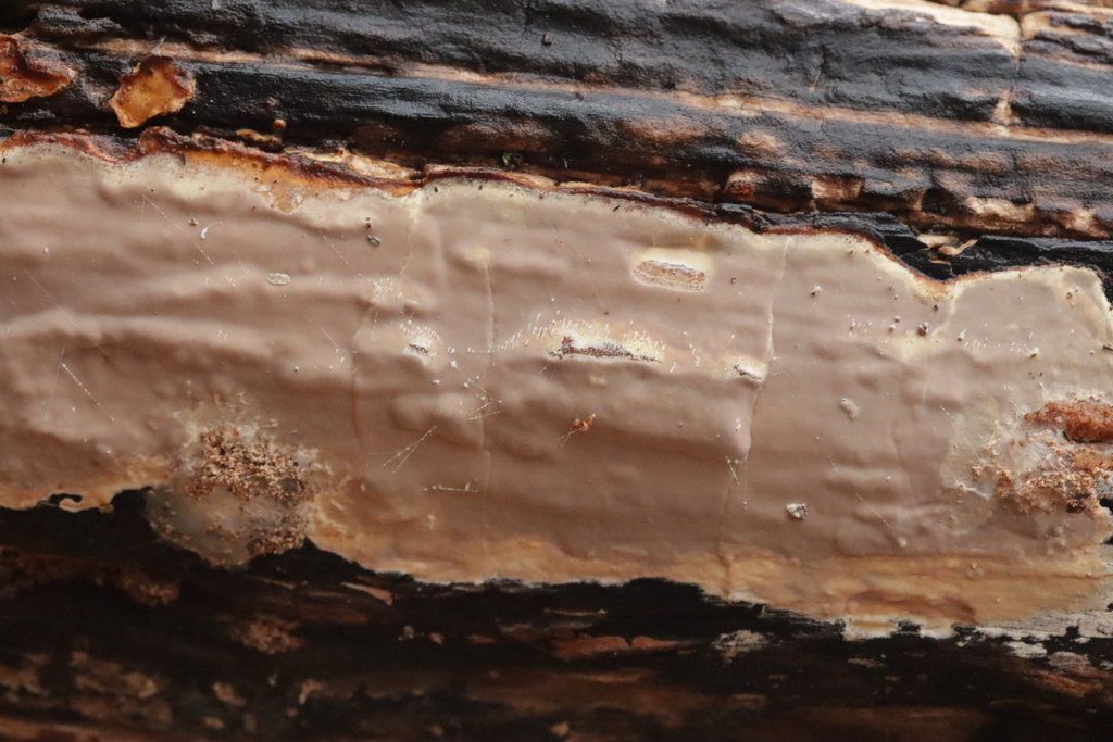 Scytinostroma hemidichophyticum · November 2025 · photo: © bjoerns (iNaturalist, cc-by)