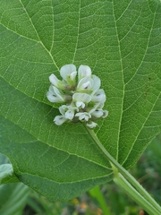 Cullen corylifolium