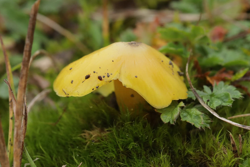 Hygrocybe acutoconica konradii · November 2025 · photo: © bjoerns (iNaturalist, cc-by)