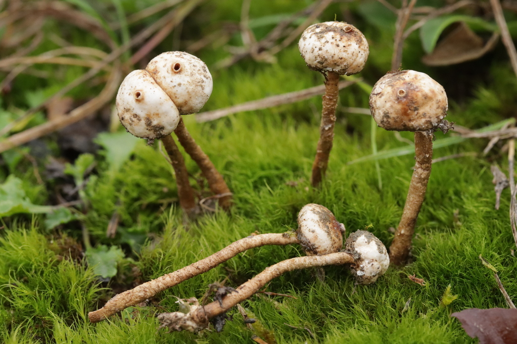Tulostoma brumale · November 2025 · photo: © bjoerns (iNaturalist, cc-by)