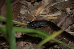 Stegonotus australis