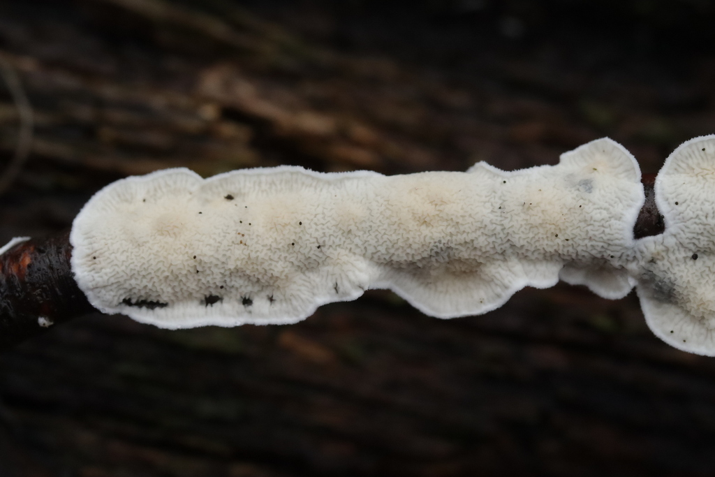 Byssomerulius corium · November 2025 · photo: © bjoerns (iNaturalist, cc-by)