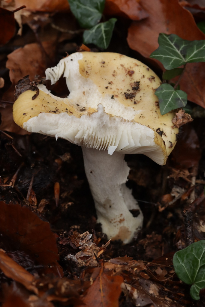 Russula ochroleuca · November 2025 · photo: © bjoerns (iNaturalist, cc-by)