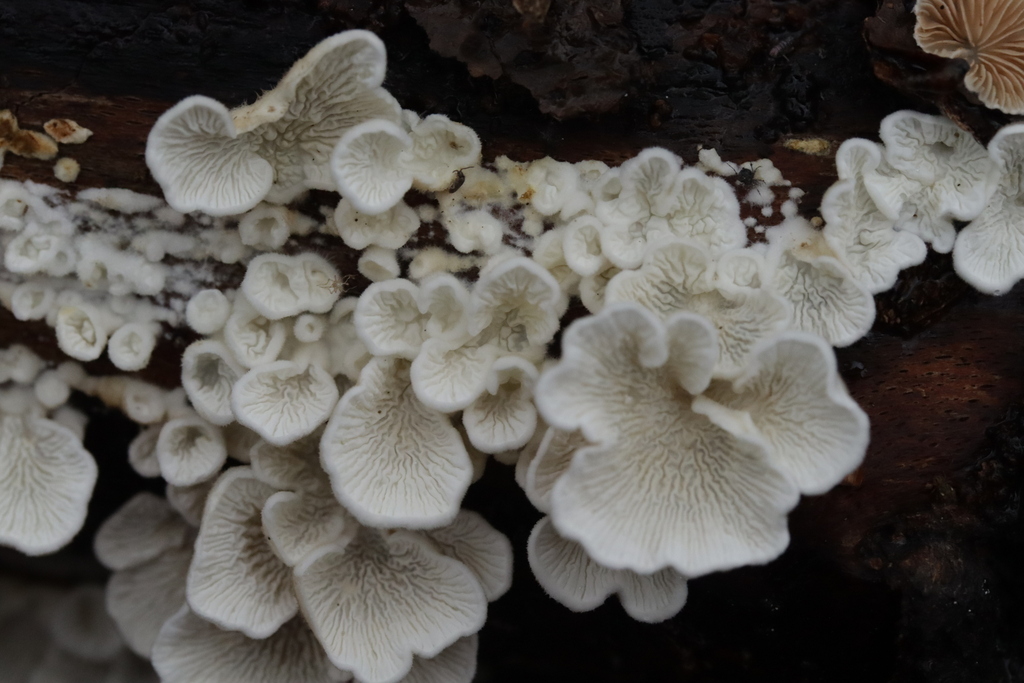 Plicatura crispa · November 2025 · photo: © bjoerns (iNaturalist, cc-by)