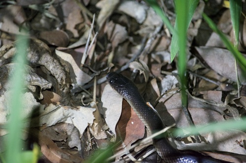 Photo of a Slaty-grey snake (Stegonotus australis)