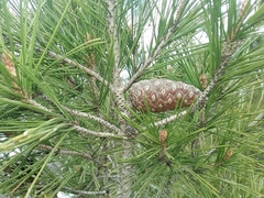 Pinus halepensis