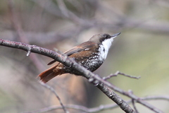 Pygarrhichas albogularis