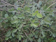 Bituminaria bituminosa