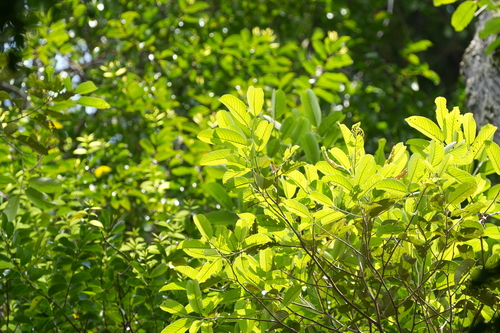 Shorea leprosula observed 2025-11-17