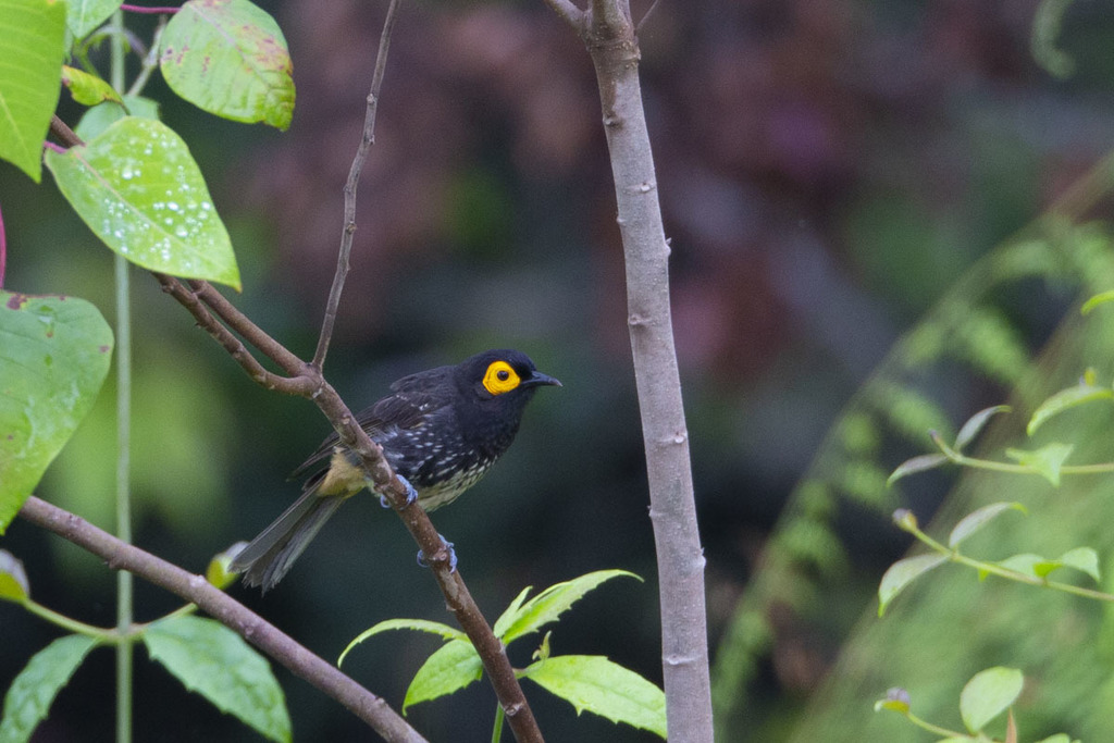 Arfak Honeyeater