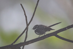 Rhipidura albolimbata