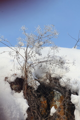 Kitagawia baicalensis