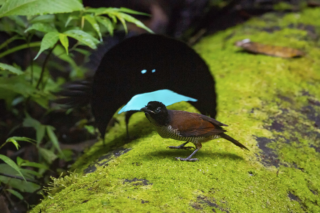 Superb Bird-Of-Paradise