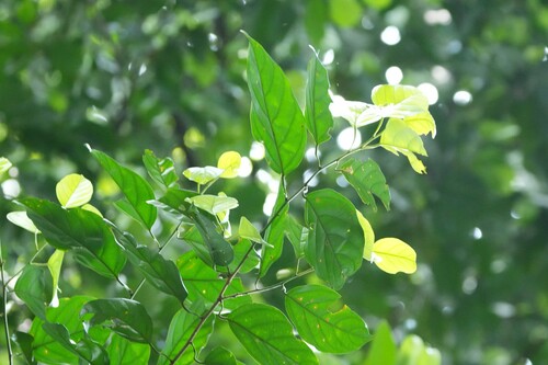 Ochanostachys amentacea observed 2025-11-17