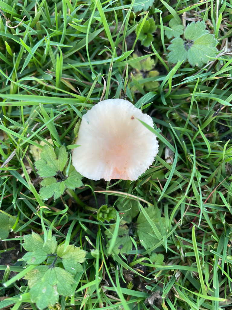 Cuphophyllus virgineus · November 2025 · photo: © justincormack (iNaturalist, cc0)