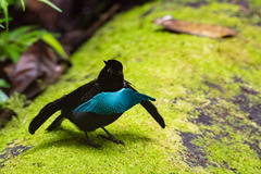Superb Bird-Of-Paradise photo 4