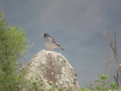 Rhopospina alaudina