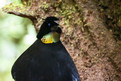 Parotia sefilata