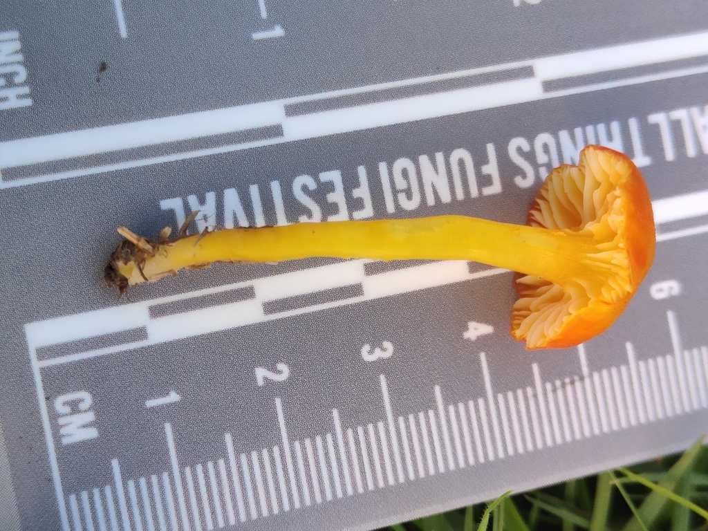 Hygrocybe insipida