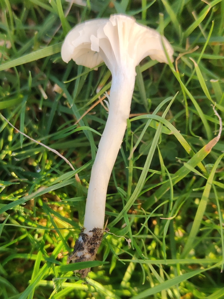 Cuphophyllus virgineus · November 2025 · photo: © tomhughes97 (iNaturalist, cc-by)