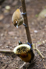 Cicinnurus magnificus