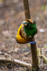 Cicinnurus magnificus