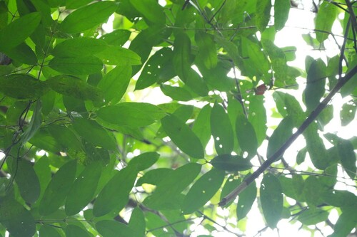 Gynotroches axillaris observed 2025-11-17