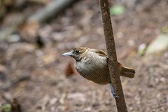 Cicinnurus magnificus