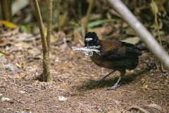 Parotia sefilata