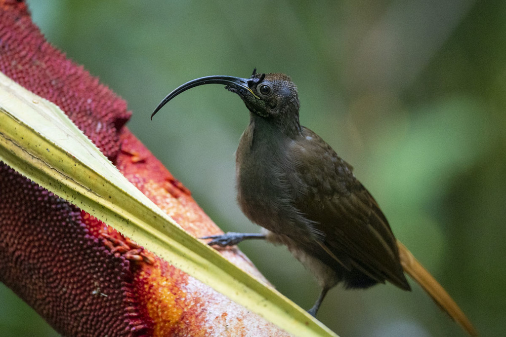 Black-billed Sicklebill photo