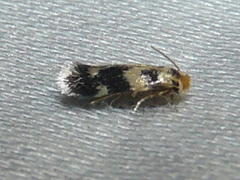 Etainia sericopeza