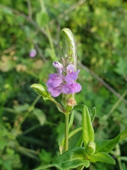 Rungia repens