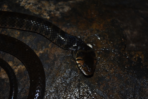 Tholloni's African Water Snake