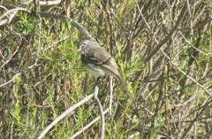 Anairetes flavirostris