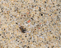 Ocypode occidentalis