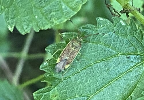 Hazel bug, Arrien, Nederland, photo 10 of 10