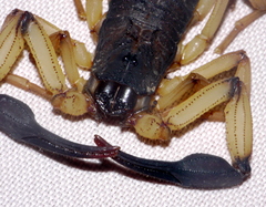 Centruroides bicolor