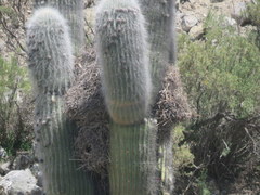 Phacellodomus striaticeps