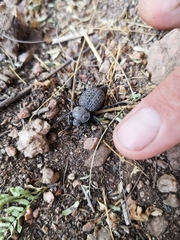 Scotobius pilularius