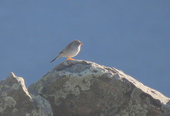 Rhopospina alaudina