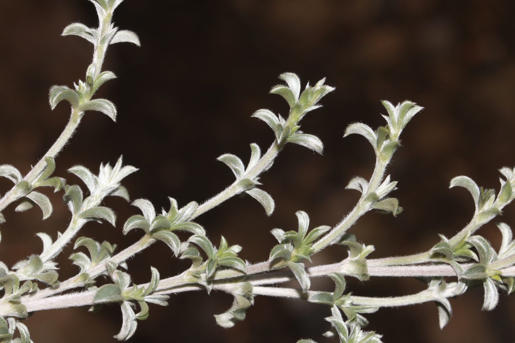 Lucky Renosterpea (Polhillia fortunata)
