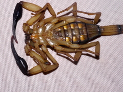 Centruroides bicolor